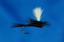 Para Black Gnat